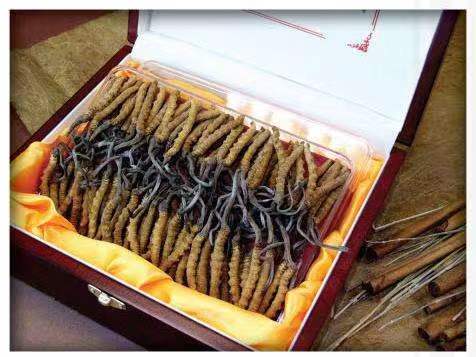 保康冬虫夏草回收